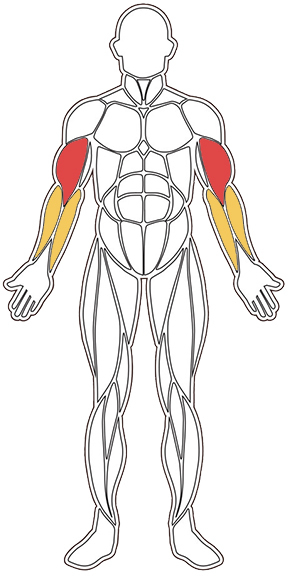 träna biceps övningar